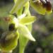 Ophrys araignée