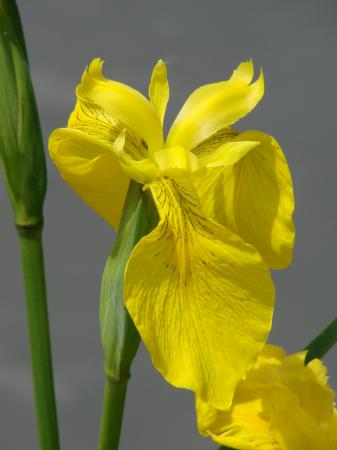 Iris jaune, Iris des marais