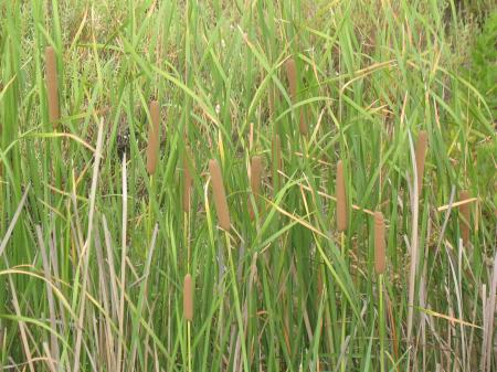 Typha-Massette