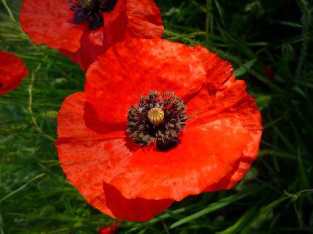 Coquelicot