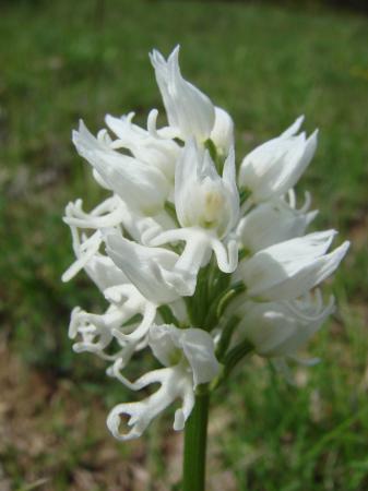 Orchis singe