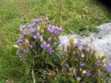 Gentianella campestris