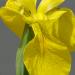 Iris jaune, Iris des marais