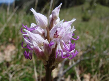 Orchis singe