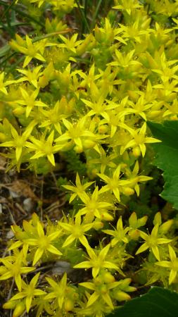 Sedum acre