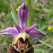 Ophrys bourdon