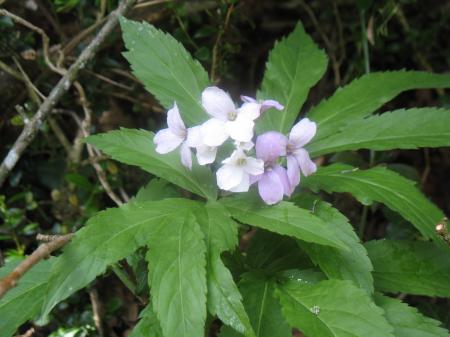 Cardamine à sept folioles