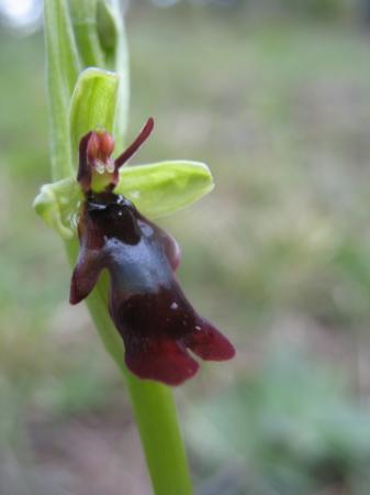 Ophrys mouche