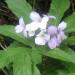 Cardamine à sept folioles