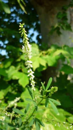 Mélilot blanc