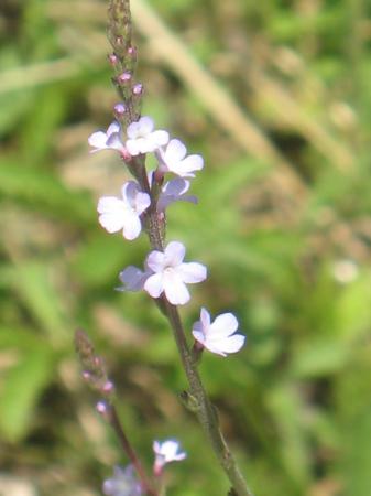 Vervaine officinale