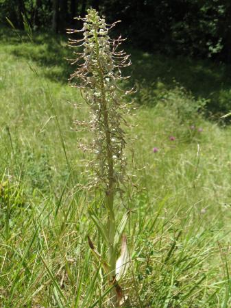 Orchis bouc ou Orchis à odeur de Bouc