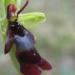 Ophrys mouche