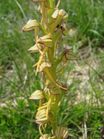 Orchis Homme pendu